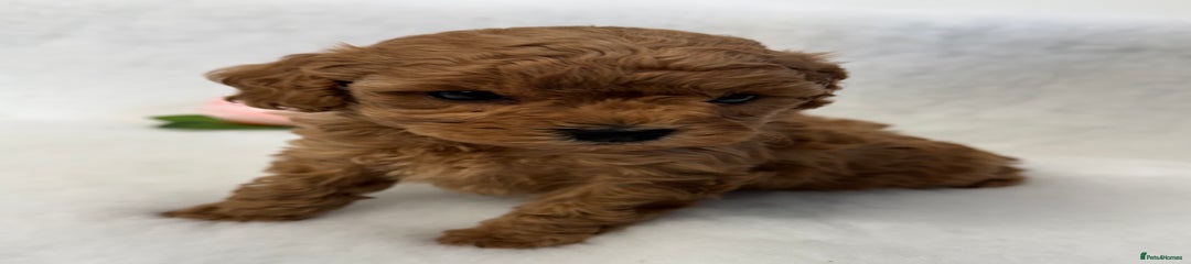Toy Poodle Puppy 4