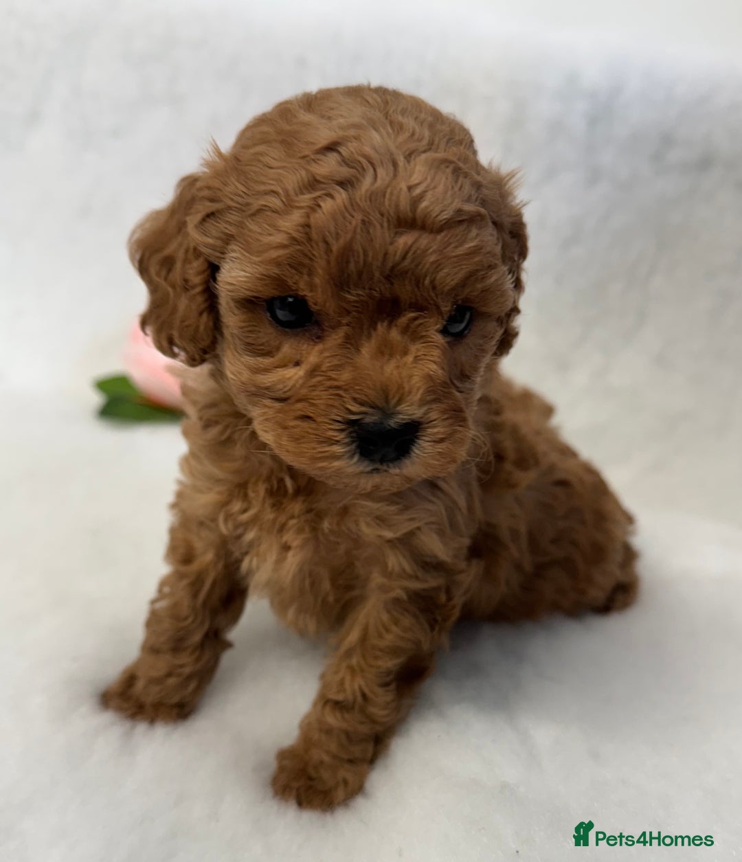 Toy Poodle dogs for sale: Asian toy poodles  - Image 10