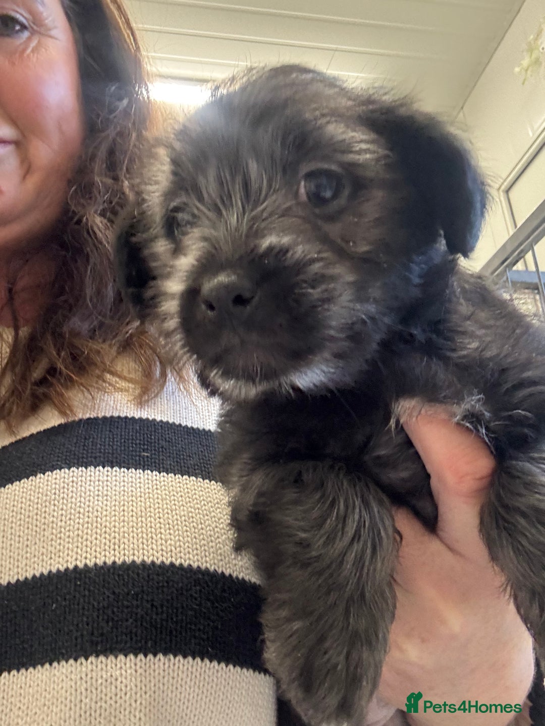 Jack Russell dogs for sale: Jack Russell  x Shitzu puppies  - Advert 13