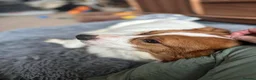 Mixed Breed dogs for adoption: Gregory for adoption in Leigh-on-Sea - Advert 5