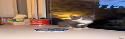 Mixed Breed cats for sale: 7 gorgeous fluffy kittens ready for forever homes - Advert 1