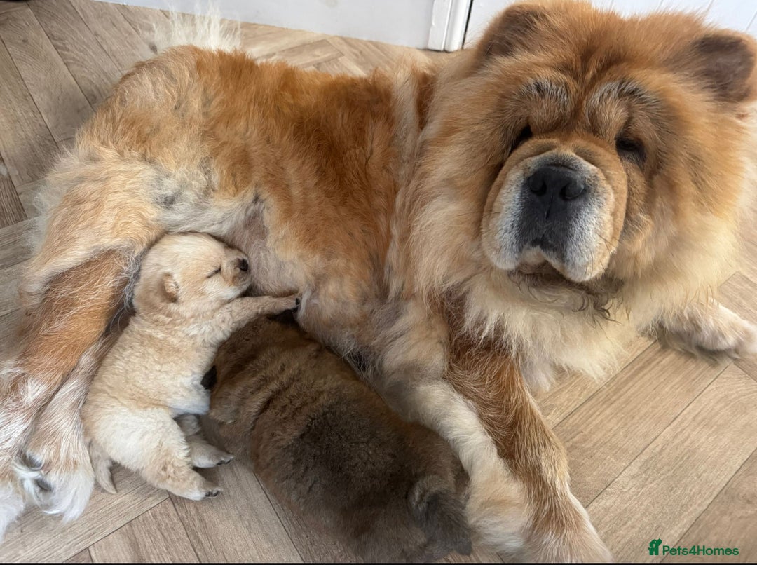 Chow Chow dogs for sale: Stunning fawn chow chow puppy almost ready to leav - Image 9