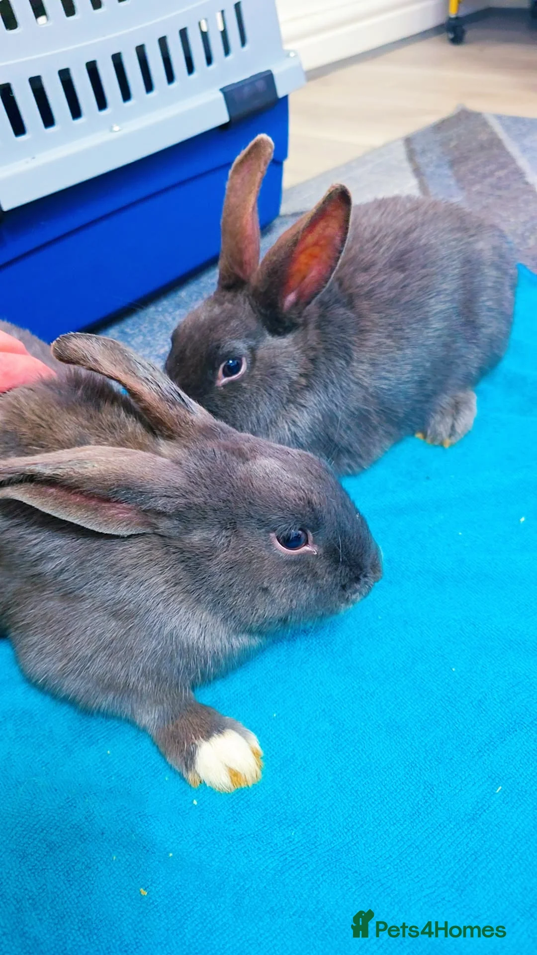 Alaska rabbits for sale: 2 Alaskan rabbits - Advert 1