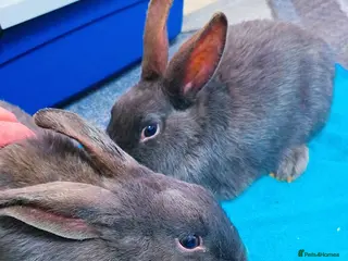 Alaska rabbits 2 Alaskan rabbits - Advert 1