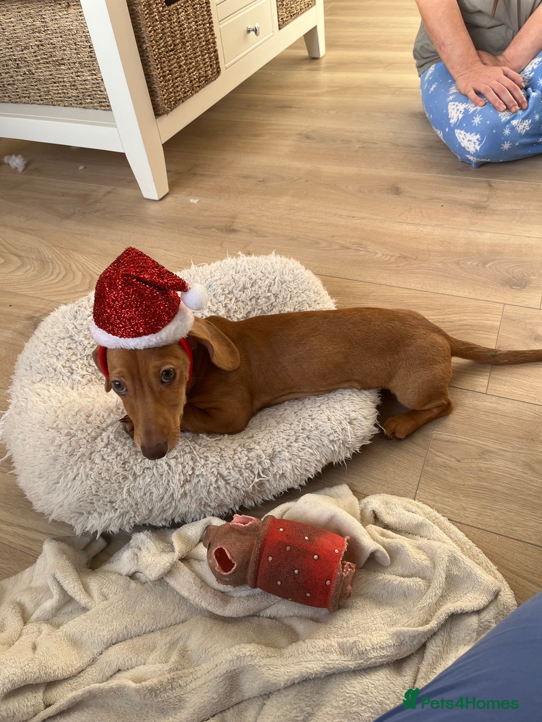 Miniature Dachshund dogs for sale: Mini sausage looking for loving home - Image 7
