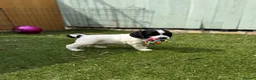 Cocker Spaniel dogs for sale: Gorgeous Cocker Spaniel Puppies  - Advert 1