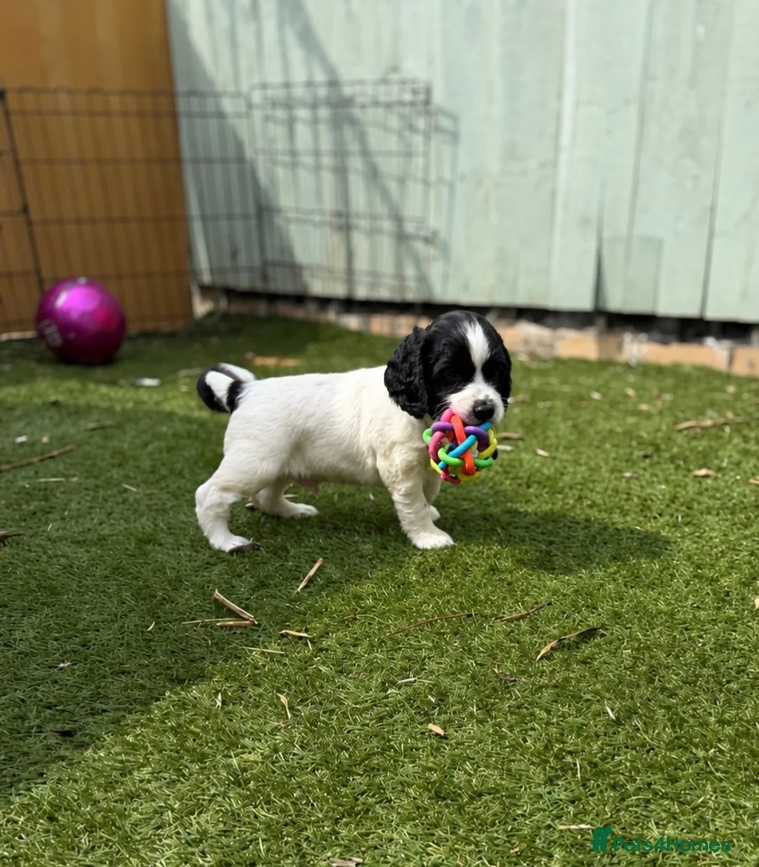 Cocker Spaniel dogs for sale: Gorgeous Cocker Spaniel Puppies  - Advert 1