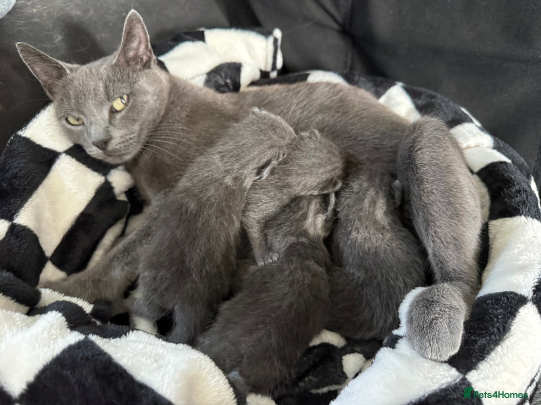 Mixed Breed cats for sale: Regular kittens - Image 17