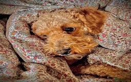 Cavapoo dogs for stud: STUD DOG Rupert Bear the Cavapoo - Image 7