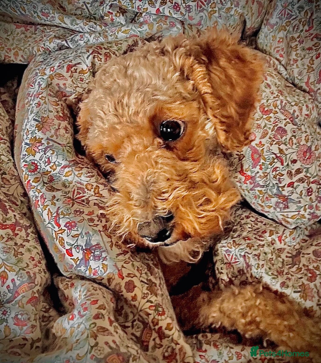 Cavapoo dogs for stud: STUD DOG Rupert Bear the Cavapoo - Image 7