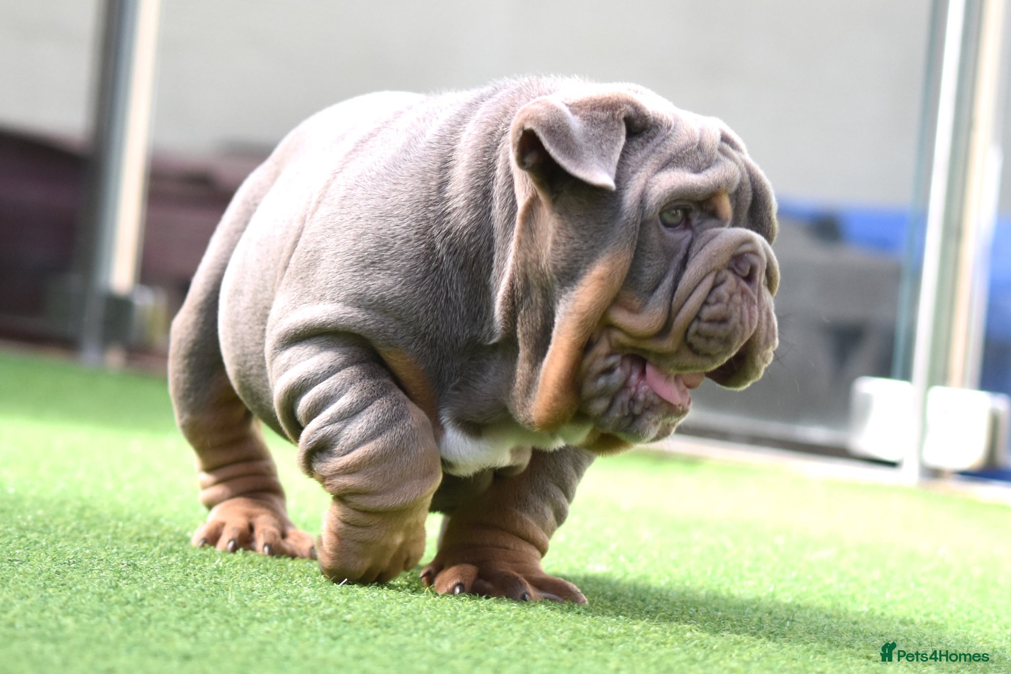 English Bulldog dogs This Mega boy is still available  - Advert 14
