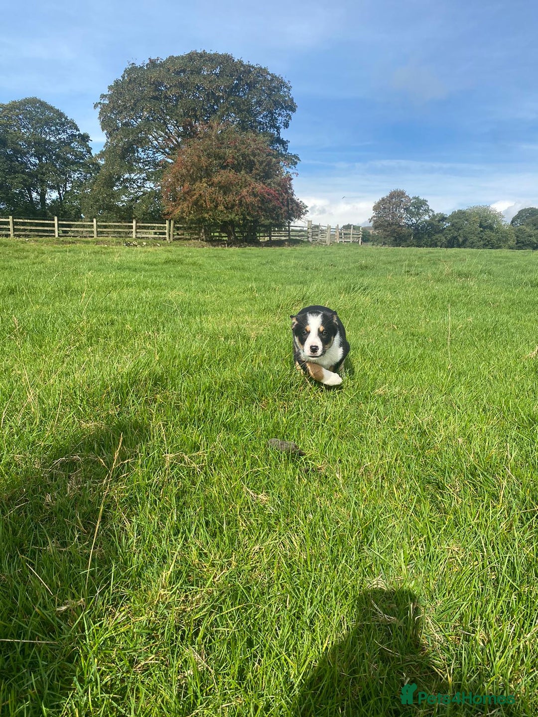 Border Collie dogs for sale: 6 border collie puppies  - Image 14