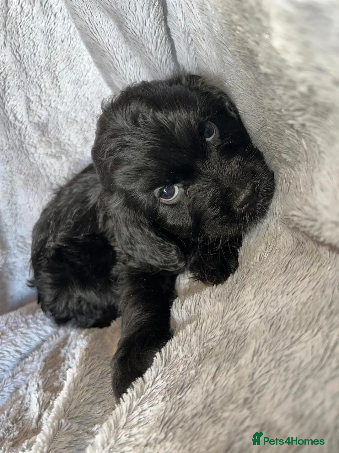 Cockapoo dogs for sale: Beautiful cockapoo puppy’s  - Advert 9