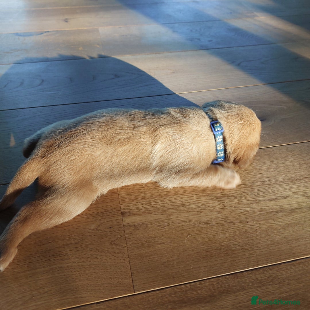 Labrador Retriever dogs for sale: Coco’s Labrador Puppies Seeking Loving Homes - Advert 17