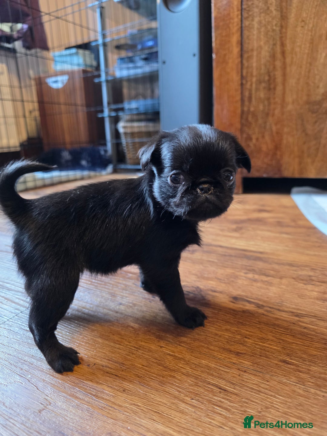 Griffon Bruxellois dogs for sale: KC Registered Rough Brussels Griffon  - Advert 21