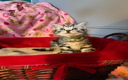 British Shorthair cats for sale: Beautiful bsh kittens  - Image 7