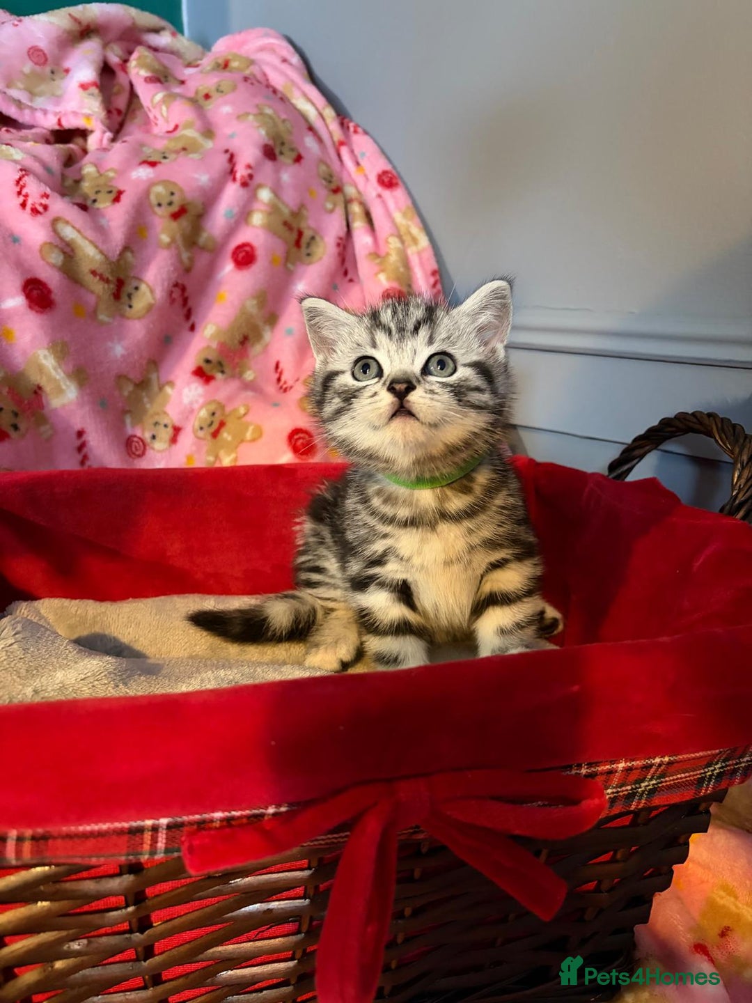 British Shorthair cats for sale: Beautiful bsh kittens  - Image 7