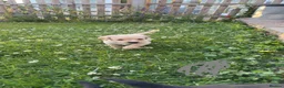 Cockerdor dogs for sale: 1 BEAUTIFUL COCKERDOR LEFT TO FIND FOREVER HOME - Advert 20