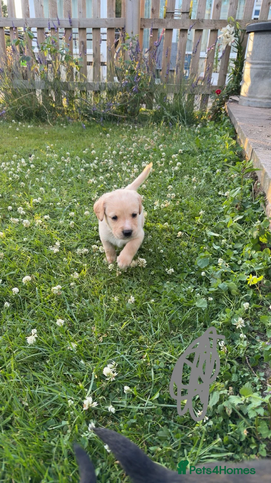 Cockerdor dogs for sale: 1 BEAUTIFUL COCKERDOR LEFT TO FIND FOREVER HOME - Advert 20