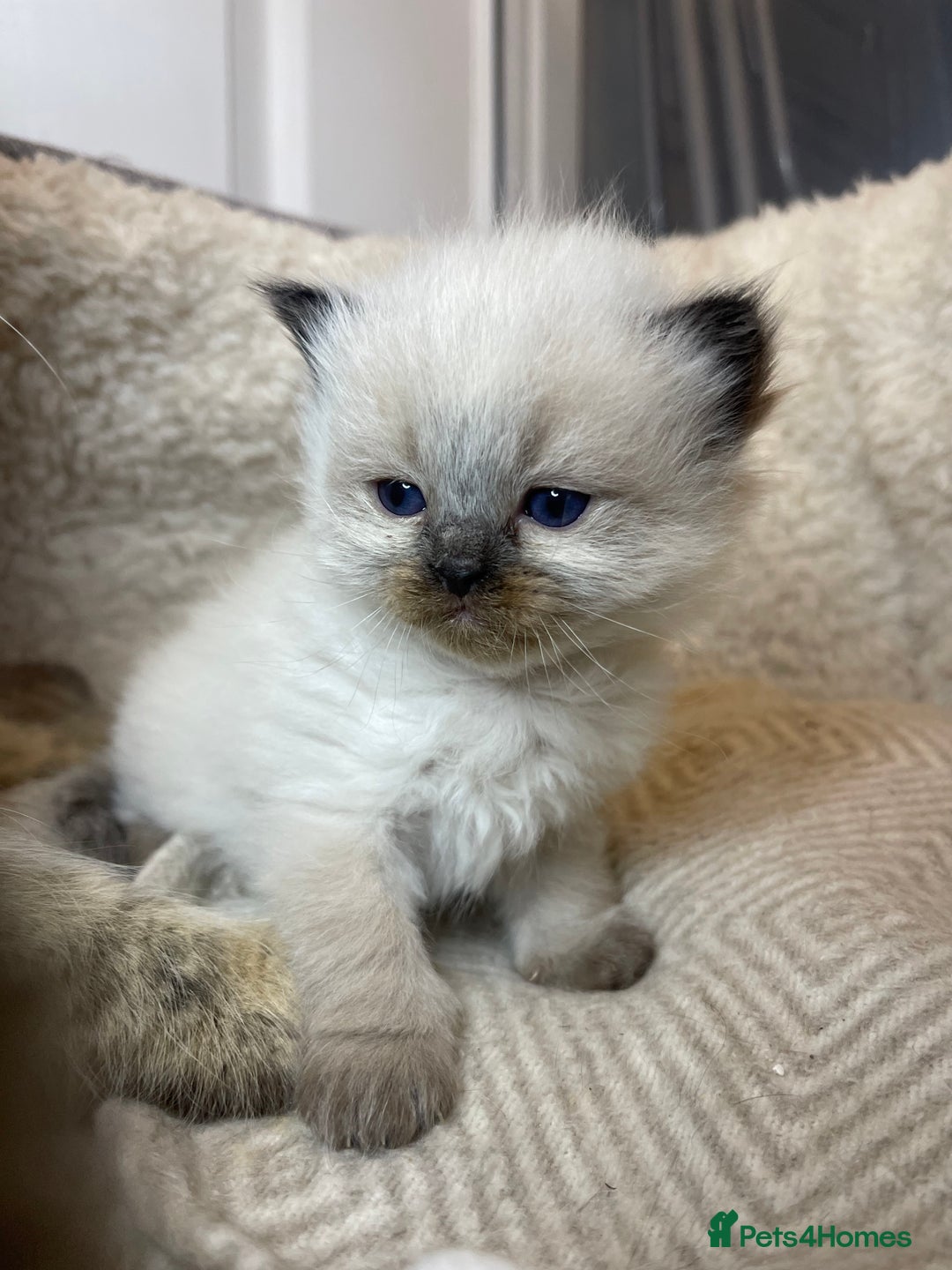Mixed Breed cats for sale: Health Tested Perdolls - Image 20