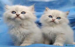 Siberian cats for sale: GCCF Registered Siberian kittens for sale  - Image 6