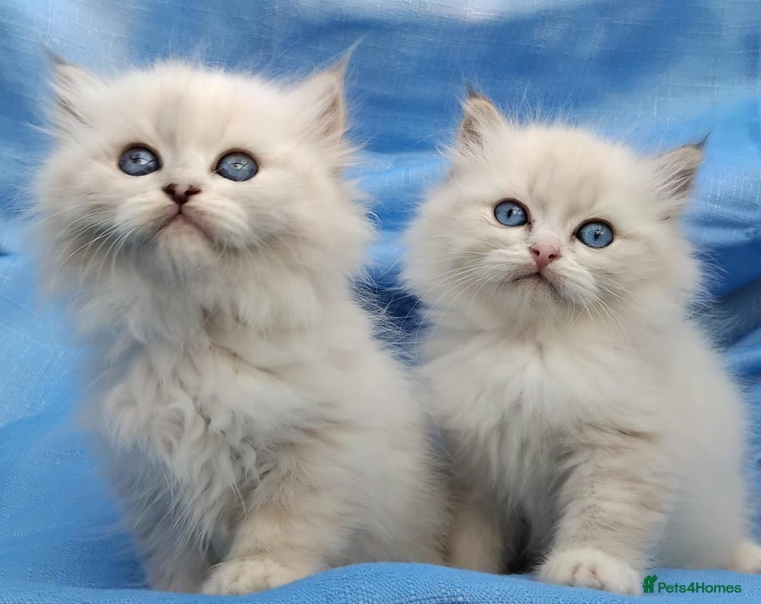 Siberian cats for sale: GCCF Registered Siberian kittens for sale  - Image 6