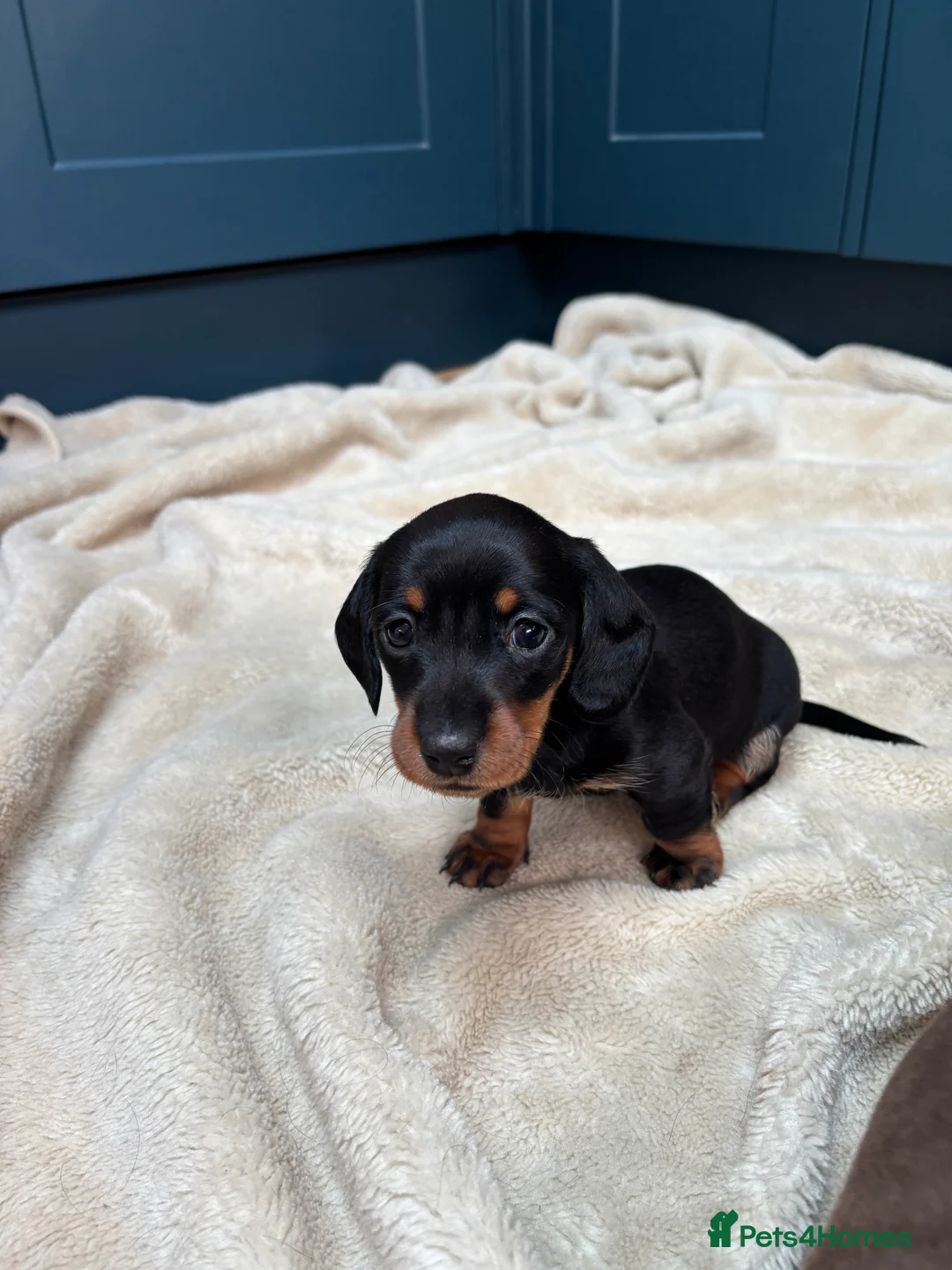 Miniature Dachshund dogs for sale: KC registered health tested miniature dachshunds - Advert 3