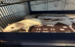 Rat rodents for sale: Beautiful rats and cage for sale  - Image 17