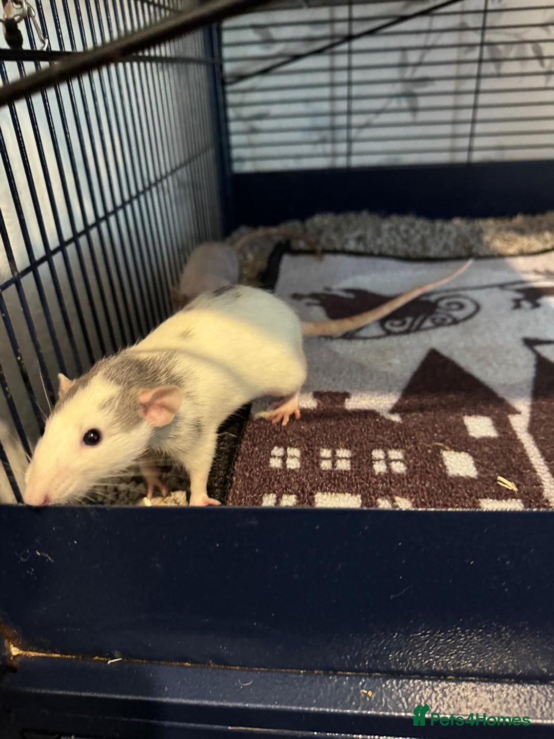 Rat rodents for sale: Beautiful rats and cage for sale  - Image 17
