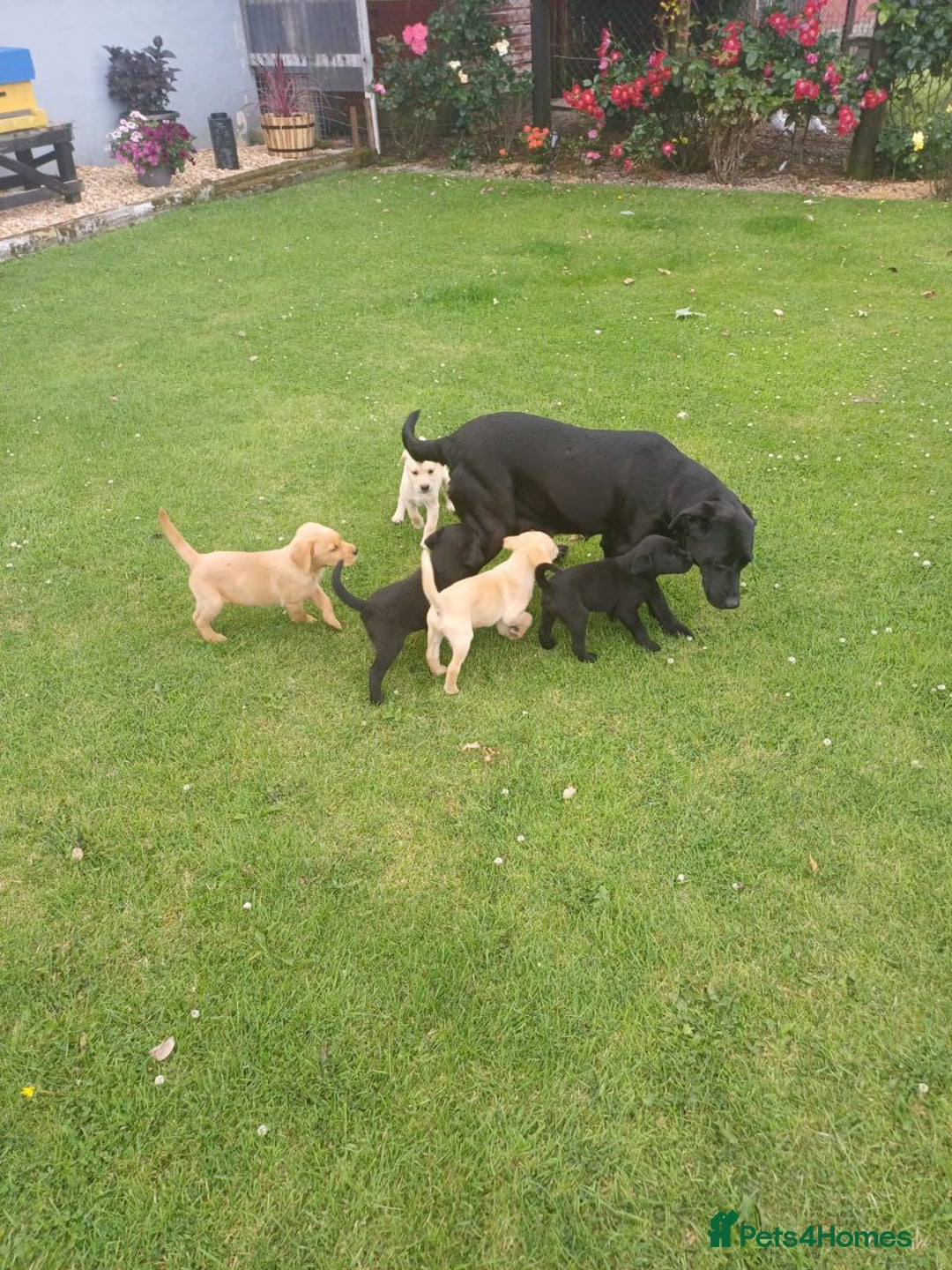 Labrador Retriever dogs for sale: Labrador Retriever Puppies - Image 6