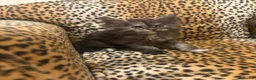 Maine Coon cats for sale: Stunning TICA Registered Maine Coon kittens ❤️❤️❤️ - Advert 16