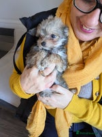 Chipoo dogs Non shed, health tested chipoos - Advert 5