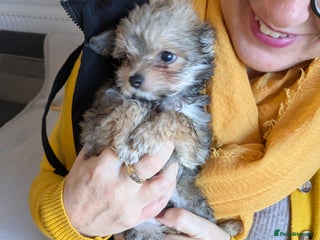 Chipoo dogs Non shed, health tested chipoos - Advert 6