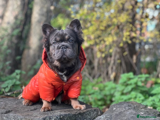 French Bulldog dogs - Advert 1