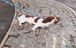 Sprocker dogs for sale: two year old sprocker looking for a loving home - Image 7