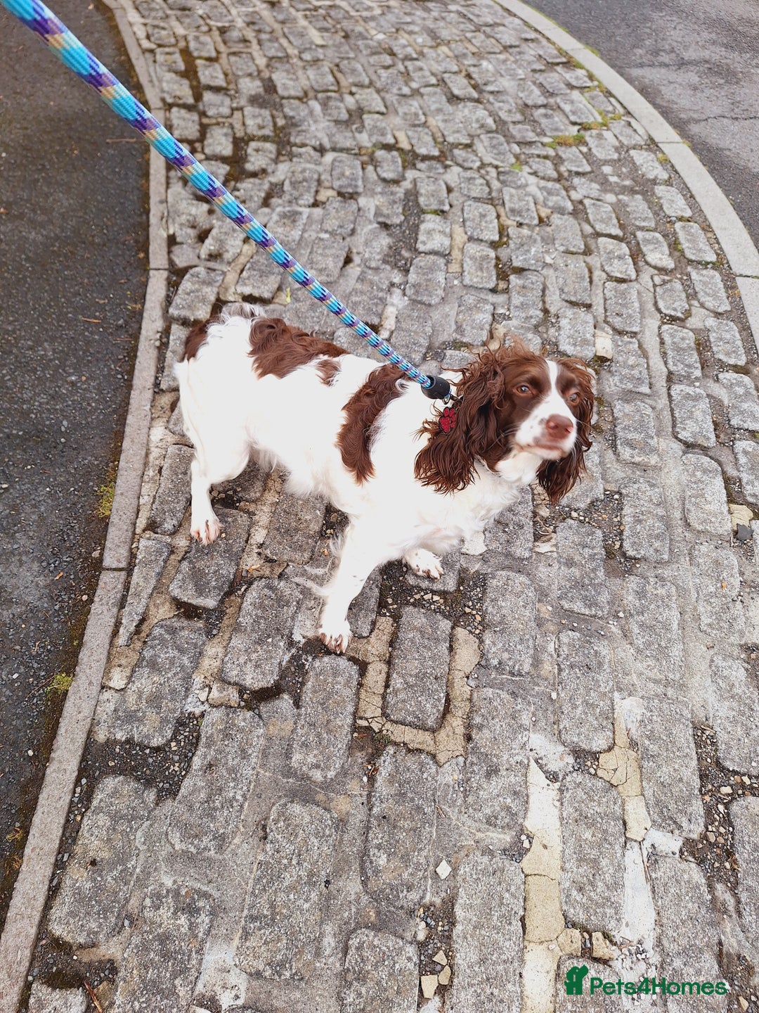 Sprocker dogs for sale: two year old sprocker looking for a loving home - Image 7