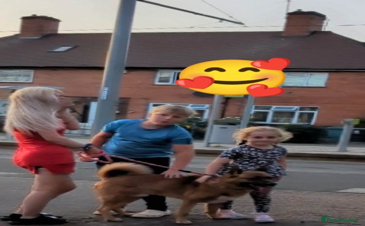 Mixed Breed dogs - Advert 2