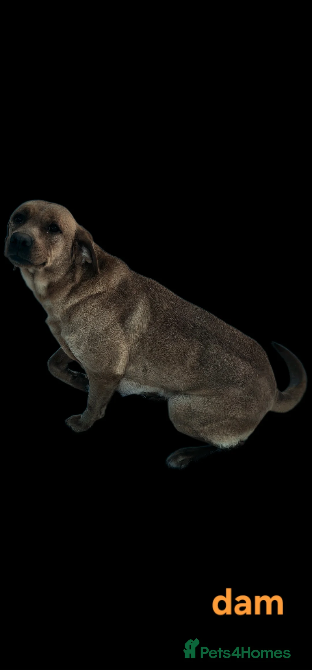 Labrador Retriever dogs for sale: Kc registered labrador pups  - Advert 8