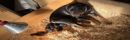 Rottweiler dogs for stud: Proven KC Rottweiler At Stud  in Bacup - Advert 16