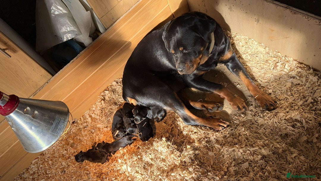 Rottweiler dogs for stud: Proven KC Rottweiler At Stud  in Bacup - Advert 16