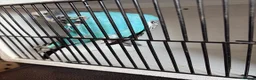 Budgerigars birds for sale: Mixed aged budgies in Leicester - Advert 1