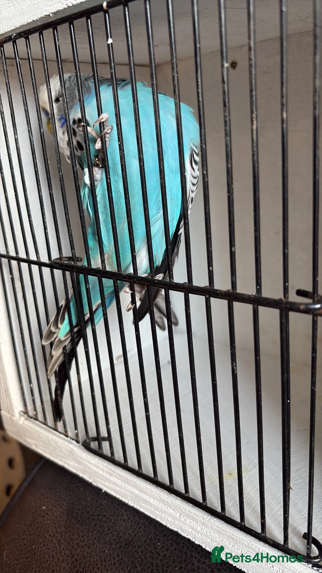 Budgerigars birds for sale: Mixed aged budgies in Leicester - Advert 1