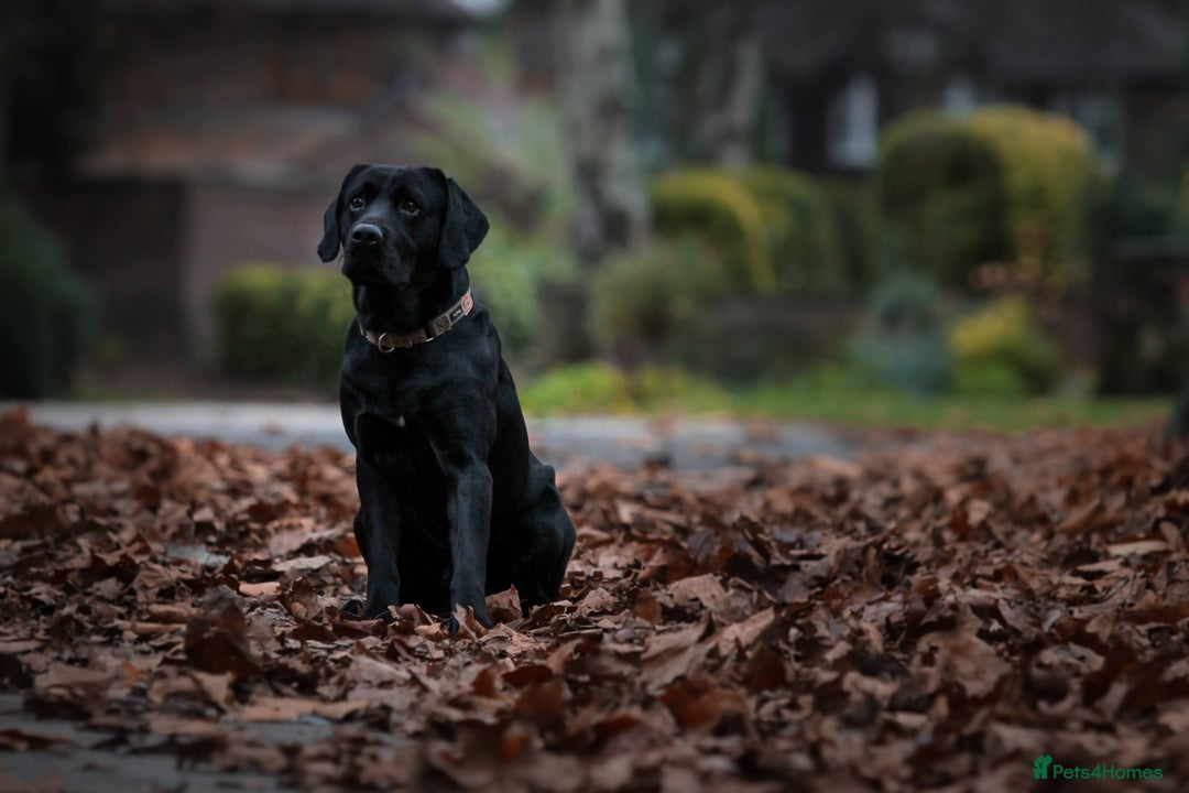 Labrador Retriever dogs for stud: Labrador stud dog produces black yellow chocolate - Image 6