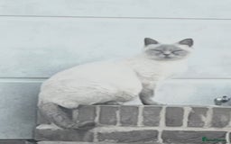 British Shorthair cats for sale: British shorthair X ragdoll  - Image 39