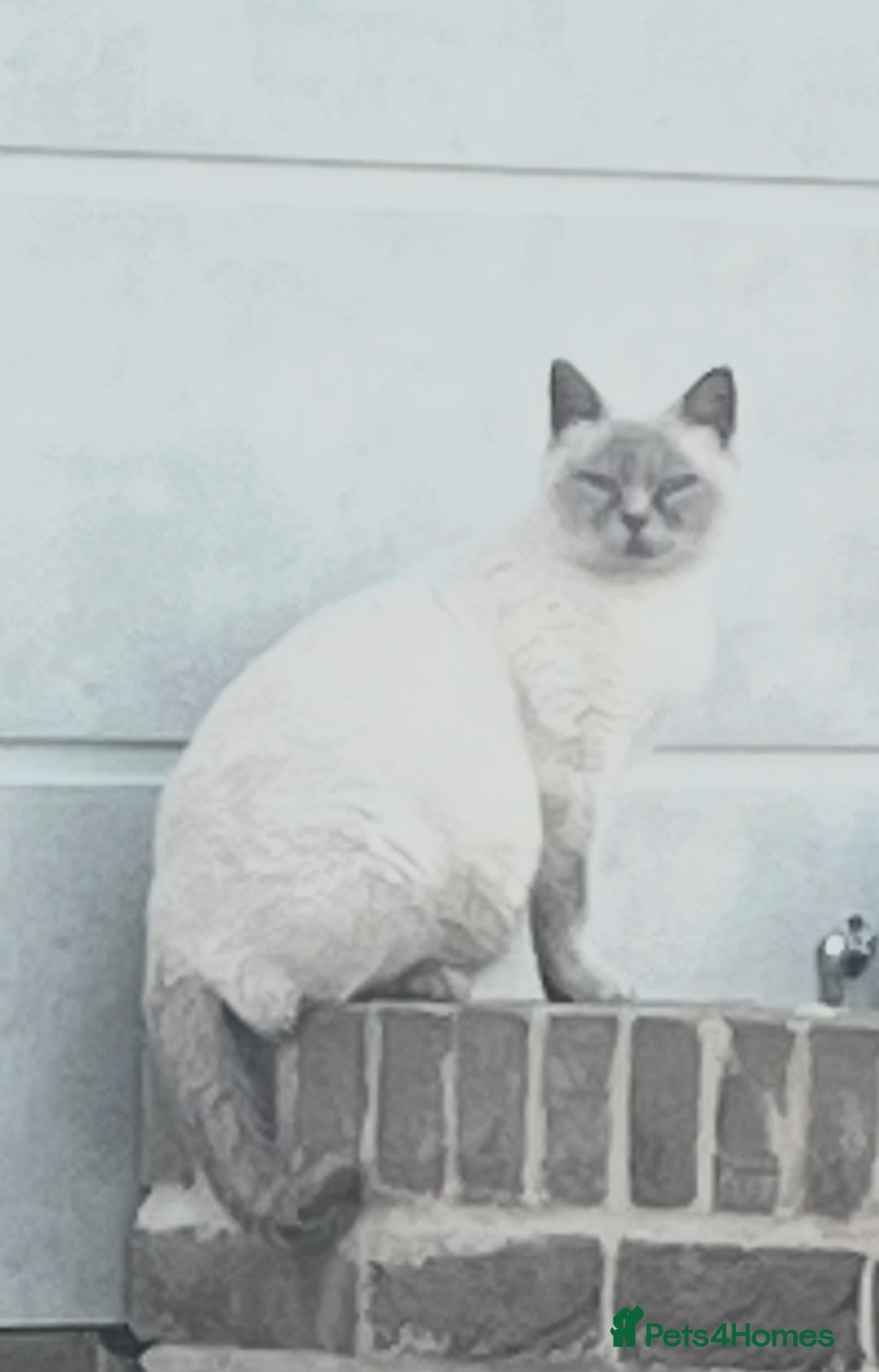 British Shorthair cats for sale: British shorthair X ragdoll  - Image 39