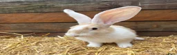 Continental Giant rabbits for sale: Continental Giant Rabbit babies available  - Advert 8