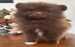 Pomeranian dogs for sale: 🧸🌈 Genuine Teddy Bear Poms Rainbow litter 🌈🧸 - Image 13