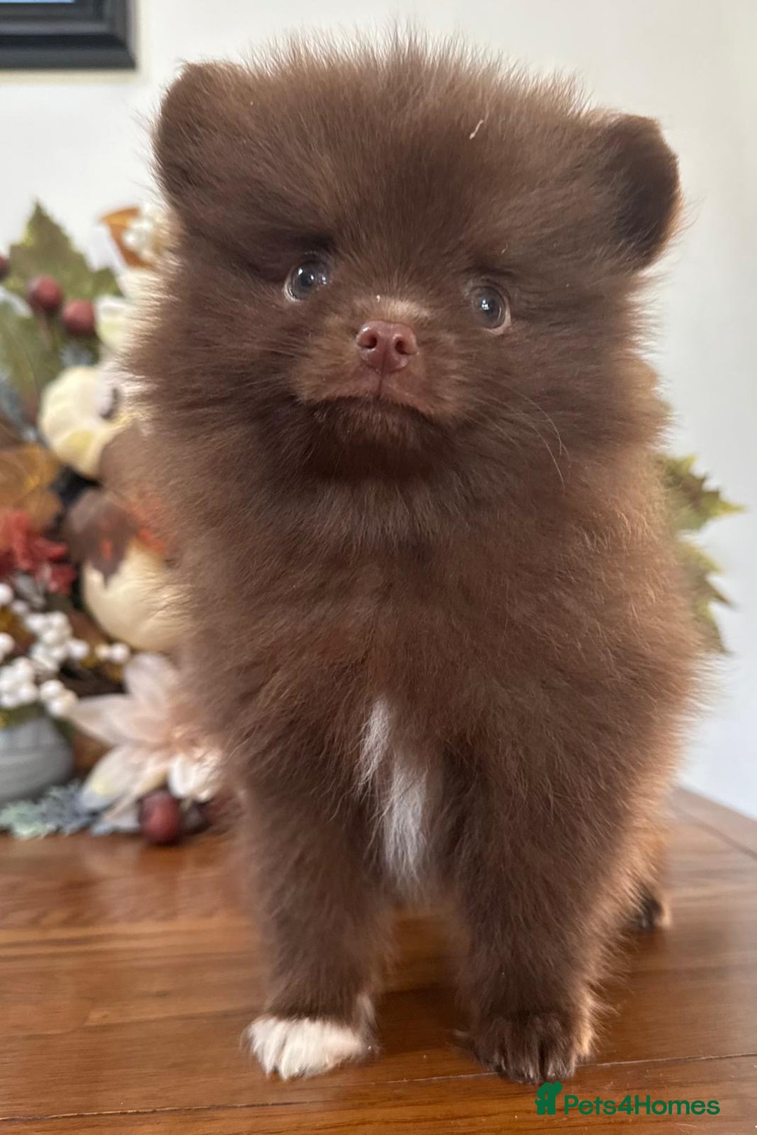 Pomeranian dogs for sale: 🧸🌈 Genuine Teddy Bear Poms Rainbow litter 🌈🧸 - Image 13
