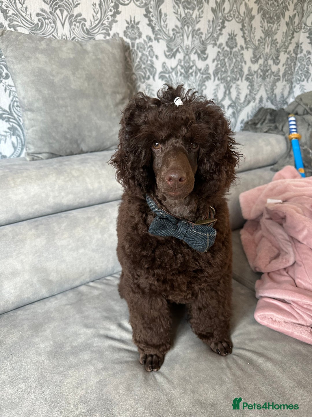 Poodle dogs for sale: 🐾 Loving Home for My Beautiful Pedigree Dog 🐾 - Image 1