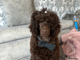 Poodle dogs - Advert 3